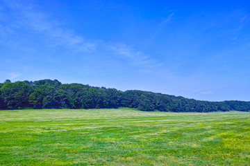 初夏の北海道、草原と森