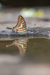 Fototapeta na wymiar Tail Jay butterfly in nature background.