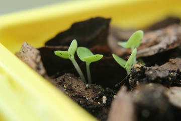 Green seedlings in spring season