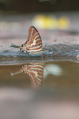 Tail Jay butterfly in nature background.