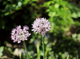Fototapeta premium Allium decipiens in spring garden. Growing of ornamental bulbous plants in the garden .Allium decipiens has a spherical bulb. Scape is up to 100 cm tall. Ovary green.