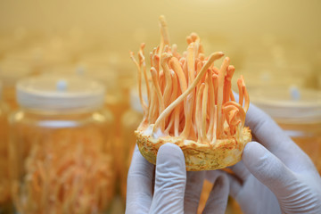 Ophiocordyceps sinensis, Cordyceps militaris in Glass bottles within light and temperature control room. Chinese medicine.