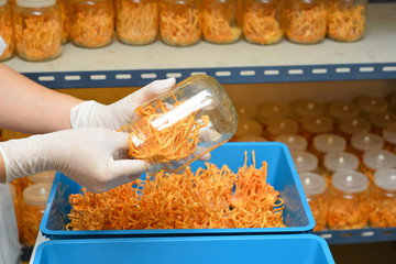 Ophiocordyceps sinensis, Cordyceps militaris in hands within light and temperature control room. Chinese medicine.