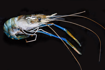 Fresh Prawn Isolated, shrimp on black background