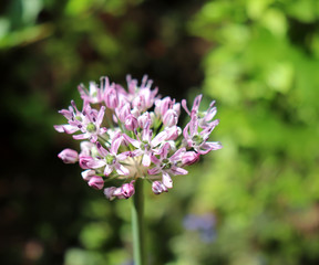 Allium decipiens in spring garden. Growing of ornamental bulbous plants in the garden .Allium decipiens has a spherical bulb. Scape is up to 100 cm tall. Ovary green.