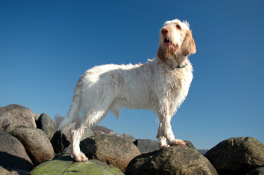 White-orange Spinone seen standing in a side view on large stones.
