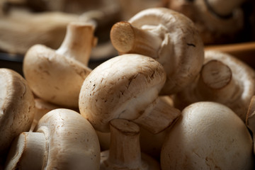 Mushrooms close up