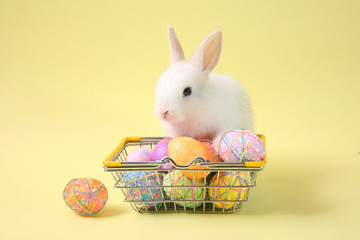 Easter bunny rabbit white with painted egg in the wooden basket on blue background. Easter holiday concept.