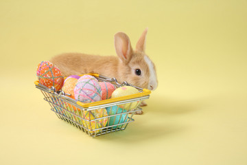 Easter bunny rabbit  with painted egg in the wooden basket on blue background. Easter holiday concept.