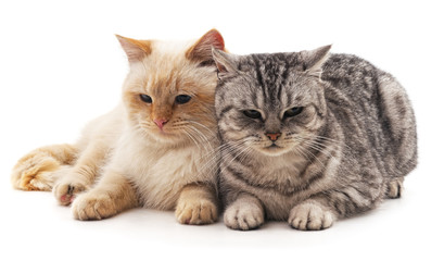 Obraz premium Gray and white cat.