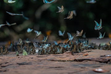 Selective focus Butterflies on the ground and flying in nature background.Blurred Tailed Jay butterflies (Graphium agamemnon) in green forest. 