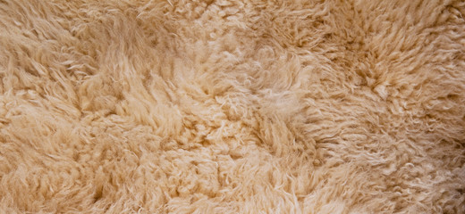 Sheep's wool. Sheep wool texture lamb background