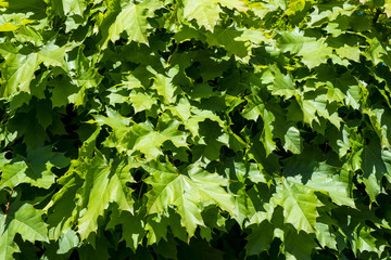 Green maple leaves as a background
