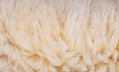 Sheep's wool. Sheep wool texture lamb background