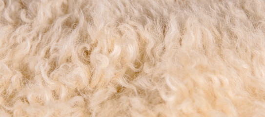 Sheep's wool. Sheep wool texture lamb background