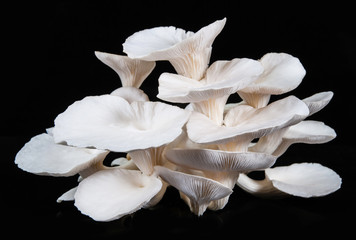 Fototapeta na wymiar White beech mushrooms isolated on black background