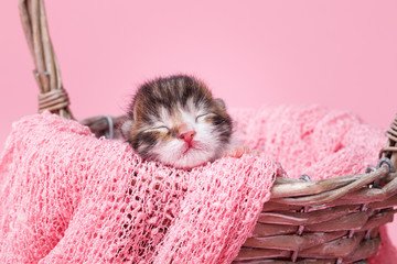 kitten sleeping in basket