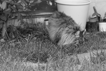 Furry cat of livesrtock in relax in a garden, purebred siberian pet. Hypoallergenic animal