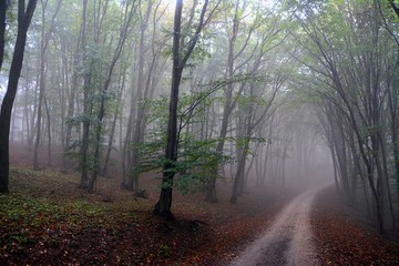 Naklejka premium fog in the forest