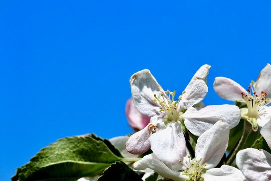 りんごの花 Images Browse 302 Stock Photos Vectors And Video Adobe Stock