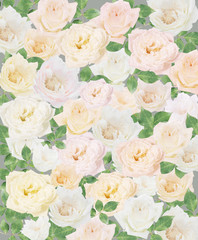 white rose isolated over white background