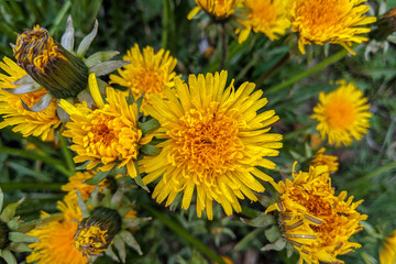 Dandelion yellow. Flowering, spring, summer.