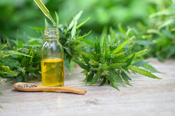 CBD oil hemp products, Medicinal cannabis with extract oil in a bottle on a wooden table. Medical...