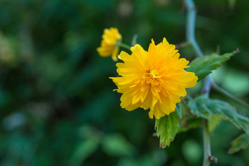 Outdoor spring, blooming yellow thistle flowers, green leaves，Kerria japonica (L.) DC. f. pleniflora (Witte) Rehd.