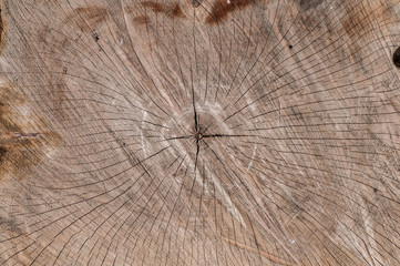 Fototapeta premium cross section of the tree