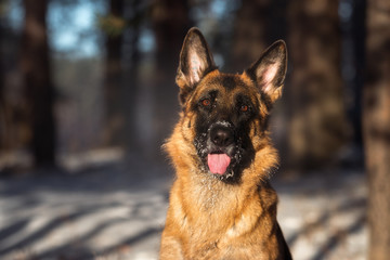 German shepherd in pine forest