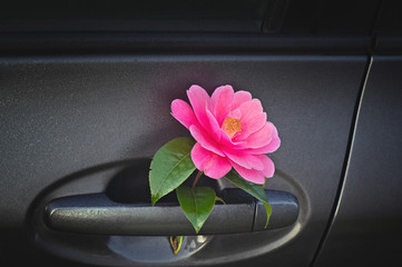 Camellia tree blossom  behind the car door handle