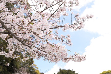 桜