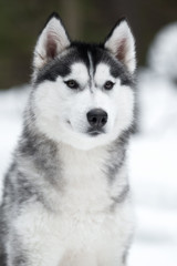 Fototapeta premium Siberian husky in winter forest