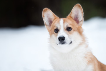 Welsh corgi pembroke in winter forest
