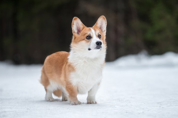Welsh corgi pembroke in winter forest