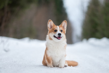 Welsh corgi pembroke in winter forest