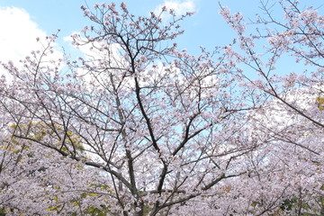 桜