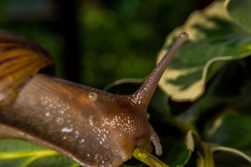 snail on a leaf