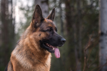 German shepherd in pine forest