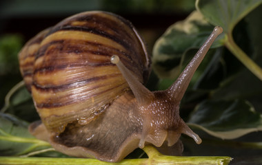 snail on leaf