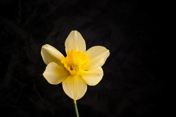 Yellow flower of narcissus on a dark background