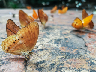 Beautiful Himalayan Small Leopard butterflies on the stone in nature background..