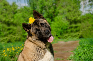 dog with a flower on his head