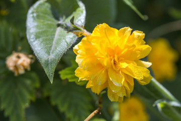 Outdoor spring, blooming yellow thistle flowers, green leaves，Kerria japonica (L.) DC. f. pleniflora (Witte) Rehd.