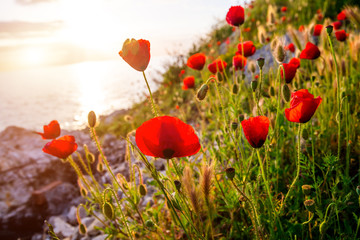 Beautiful poppies on the beach at sunset background.