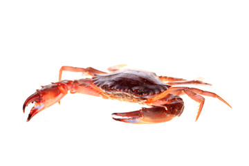 Crab isolated on white background.