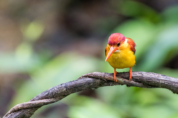 Beautiful Adult Rufous-backed Kingfisher perched abd looking