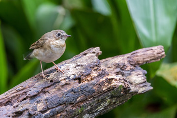 Little bird Siberian Blue Robin (Larvivora cyane) perched