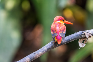 Beautiful bird Rufous-backed Dwarf-Kingfisher (Ceyx rufidorsa) perched