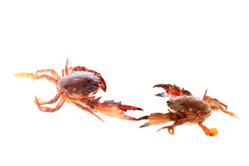 Crab isolated on white background.